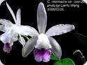 Cattleya intermedia coerulea